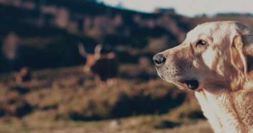 A close-up of a light-colored dog, possibly a Labrador or similar breed, looking attentively into the distance. The background is blurred but shows open fields and a few cattle with large horns grazing, suggesting a rural or pastoral setting.