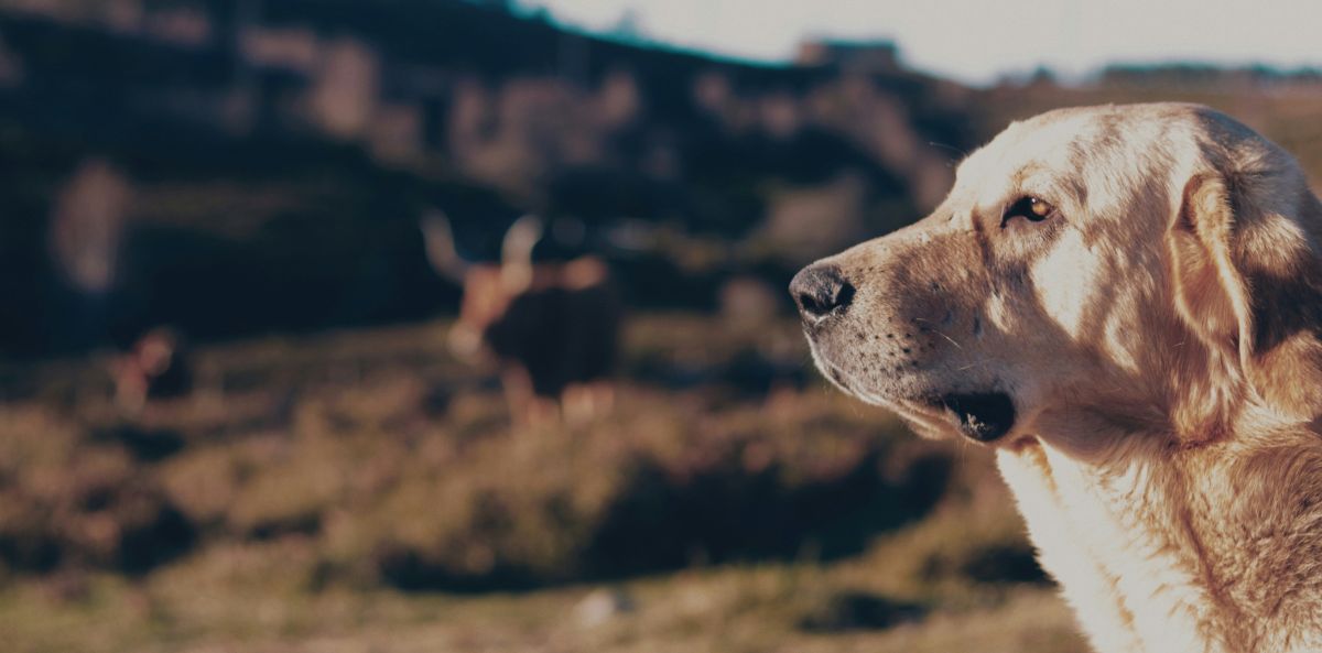 A close-up of a light-colored dog, possibly a Labrador or similar breed, looking attentively into the distance. The background is blurred but shows open fields and a few cattle with large horns grazing, suggesting a rural or pastoral setting.