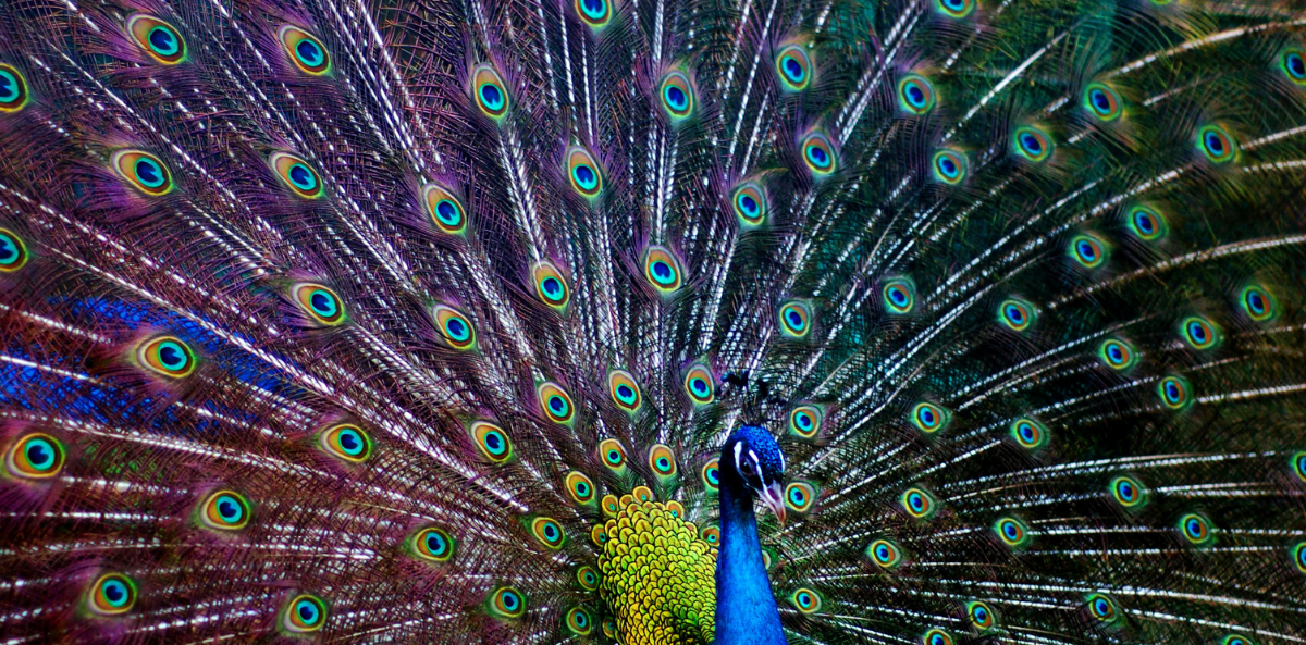 A beautiful peacock spreads its feathers.