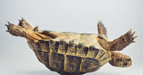 A turtle struggles on its back.