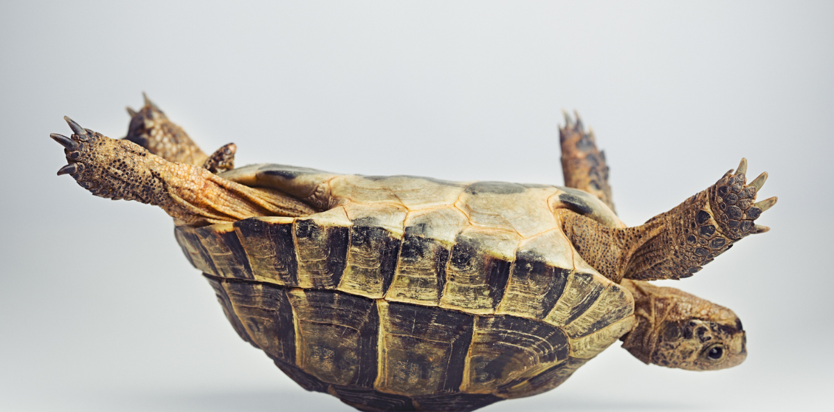 A turtle struggles on its back.